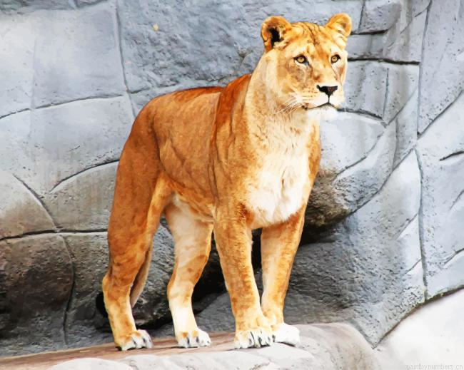 Asiatic Lion Animals Painting By Numberss.png