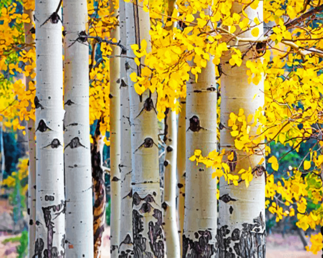 Aspen Trees Painting By Numberss.png