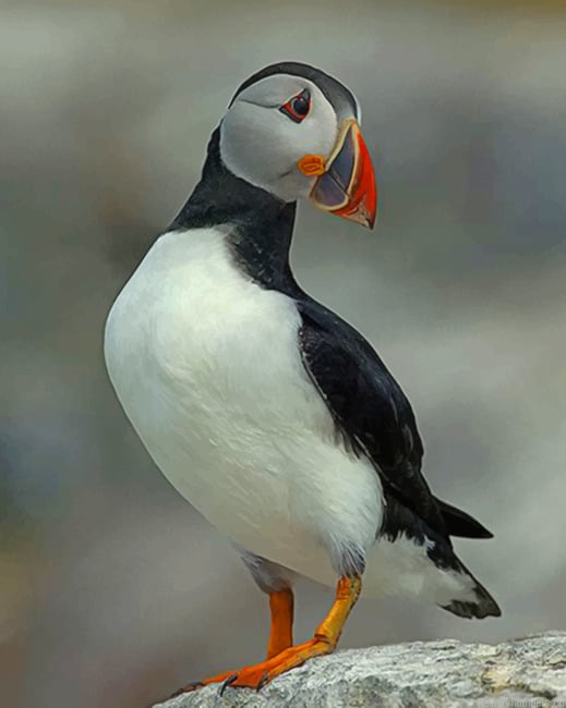Atlantic Puffin Bird Painting By Numberss.png