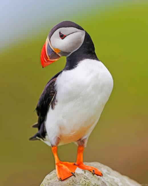Atlantic Puffin Birds Painting By Numberss.png