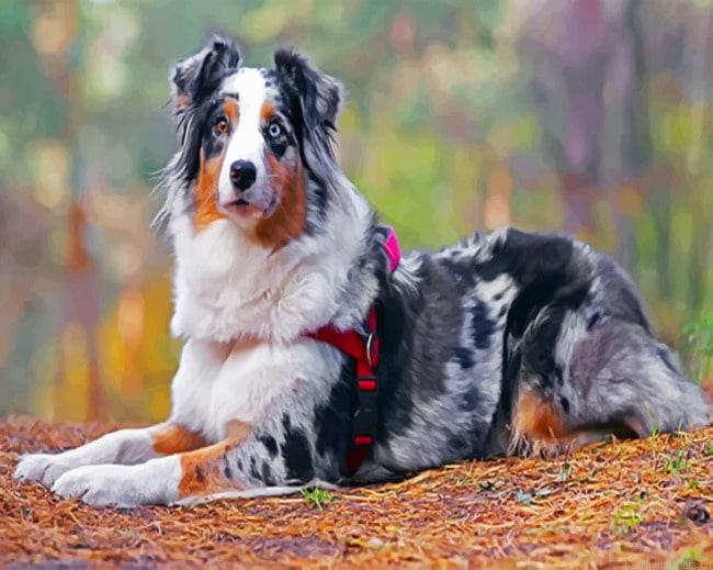 Australian Berger Dog Painting By Numbers.png