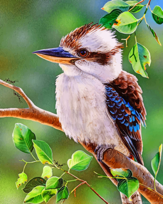 Australian Bird Kookaburra Painting By Numberss.png