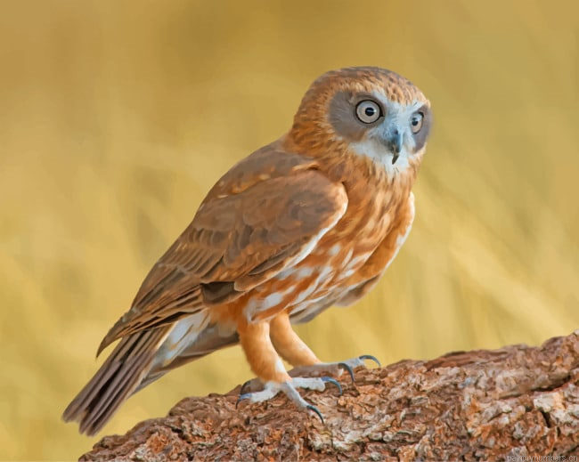 Australian Boobook Birds Painting By Numberss.png