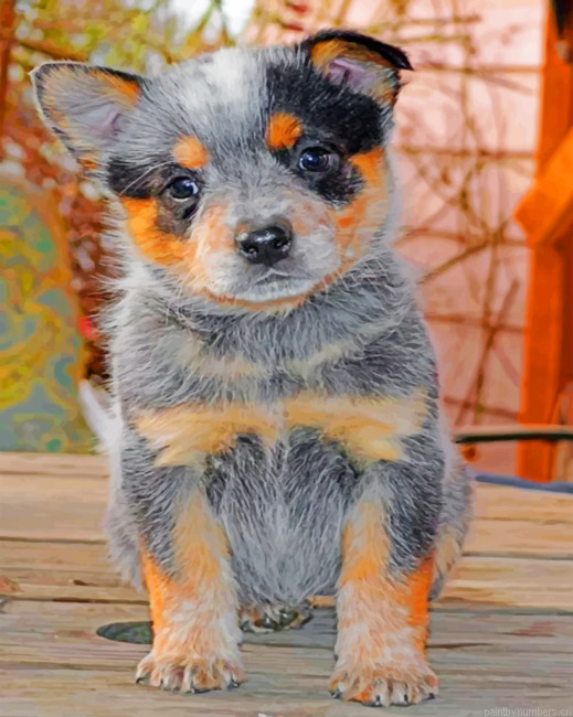 Australian Catle Dog Blue Heeler Painting By Numbers.png