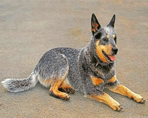 Australian Cattle Dog Painting By Numbers.png