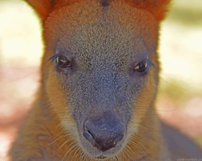 Australian Kangaroo Animals Painting By Numberss.png