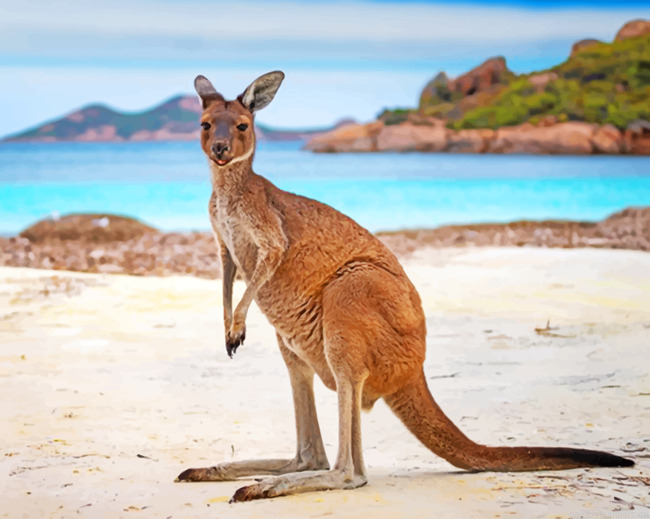 Australian Kangaroo Painting By Numbers.png