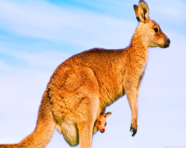 Australian Kangaroo Species Animals Painting By Numberss.png