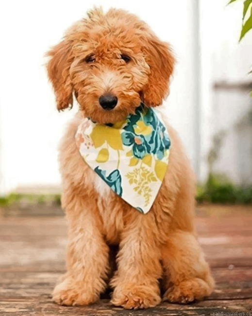 Australian Labradoodle Painting By Numbers.png