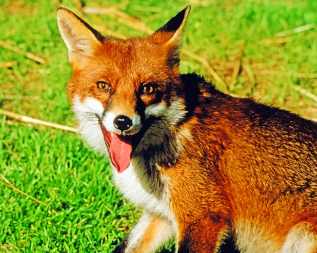 Australian Red Fox Animals Painting By Numberss.png