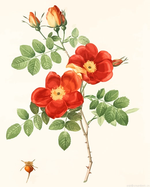 Austrian Briar Rose Painting By Numberss.png