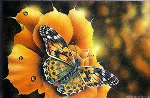 Autumn Butterfly Insects Painting By Numberss.png
