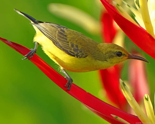 Avian Perch On Leaves Birds Painting By Numberss.png