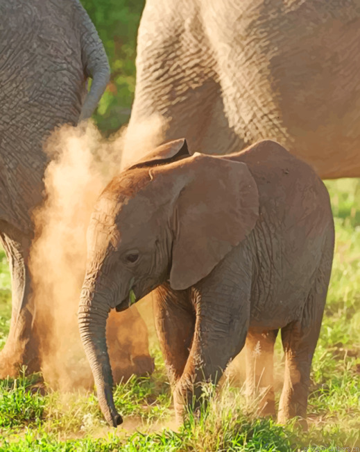 Baby African Elephant Animals Painting By Numberss.png