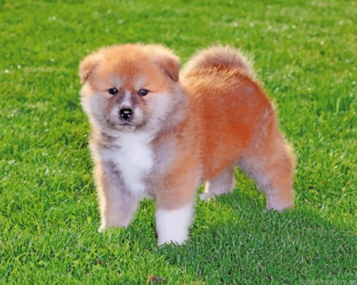 Baby Akita Painting By Numbers.png