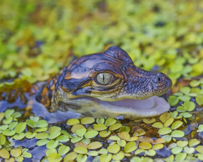 Baby Alligator In The Water Animals Painting By Numberss.png
