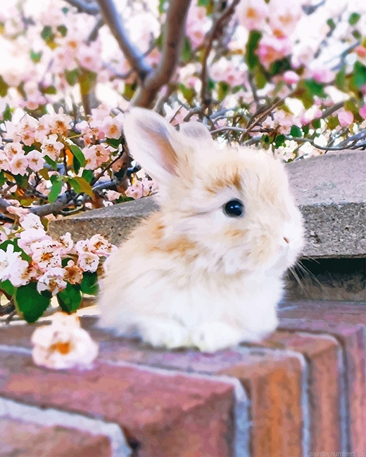 Baby Angora Rabbit Animals Painting By Numberss.png