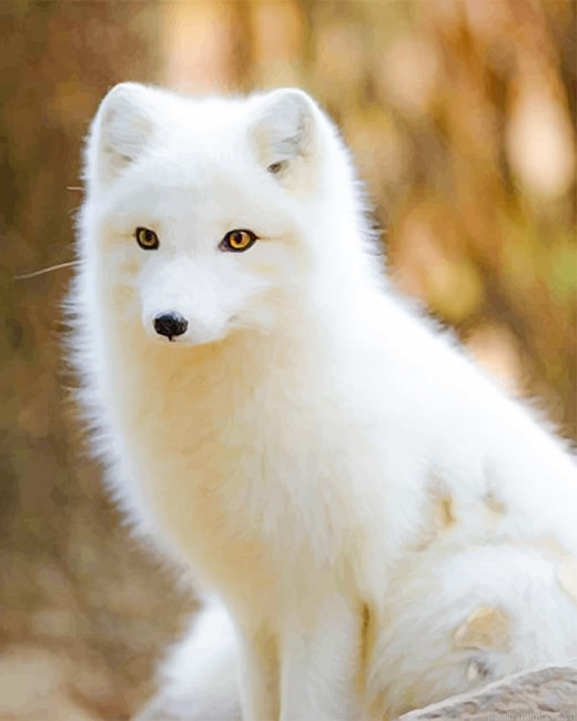 Baby Arctic Fox Animals Painting By Numberss.png