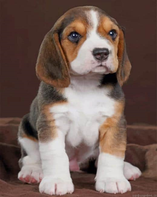 Baby Beagle Dog Animals Painting By Numberss.png