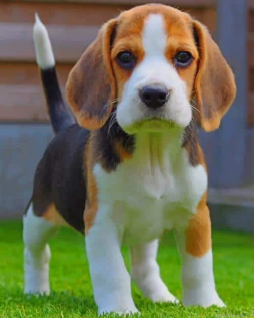 Baby Beagle Painting By Numberss.png