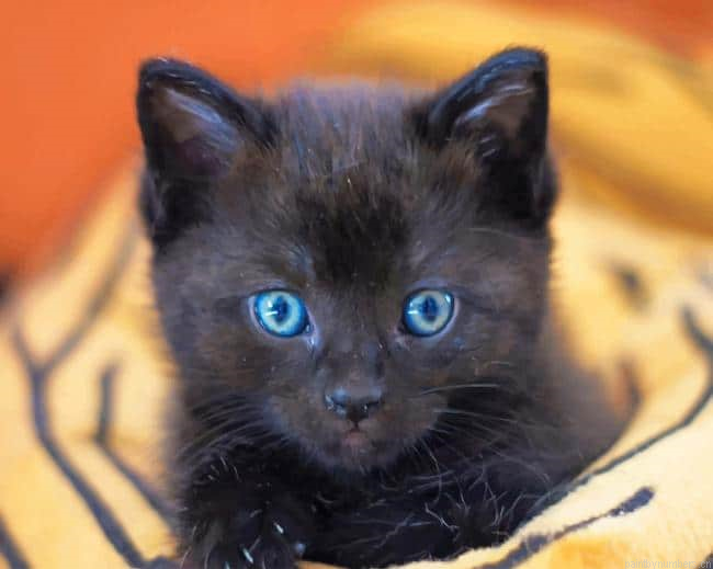 Baby Black Cat Animals Painting By Numbers.png