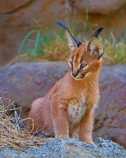 Baby Caracal Cat Animals Painting By Numberss.png