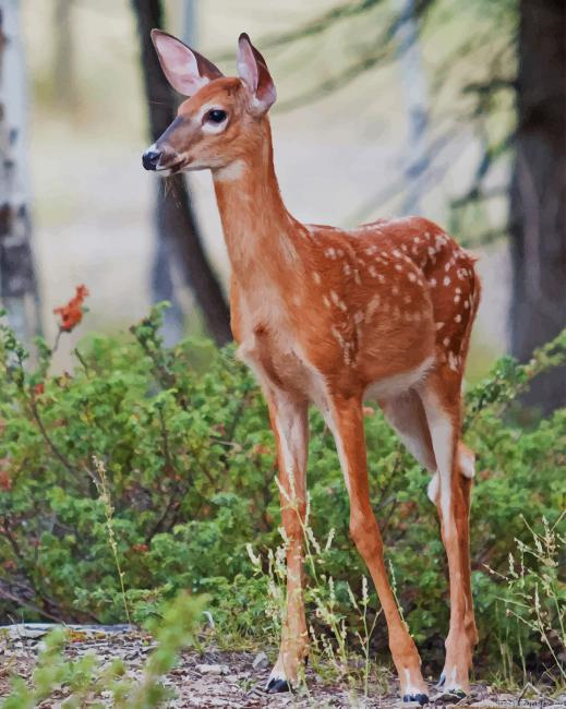 Baby Deer Animal Painting By Numberss.png