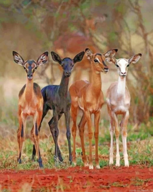 Baby Deer Animals Painting By Numberss.png