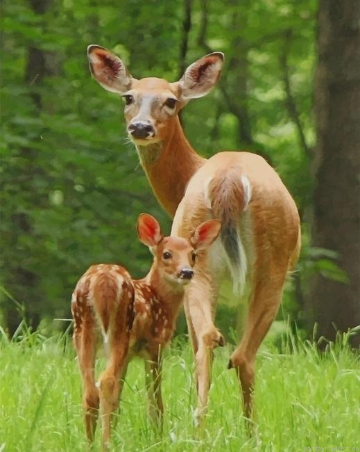Baby Deer With Mommy Animals Painting By Numberss.png