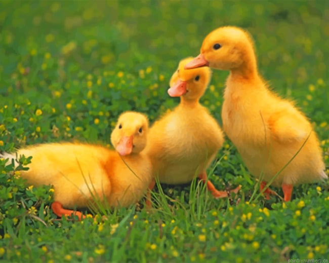 Baby Ducklings On The Grass Birds Painting By Numberss.png