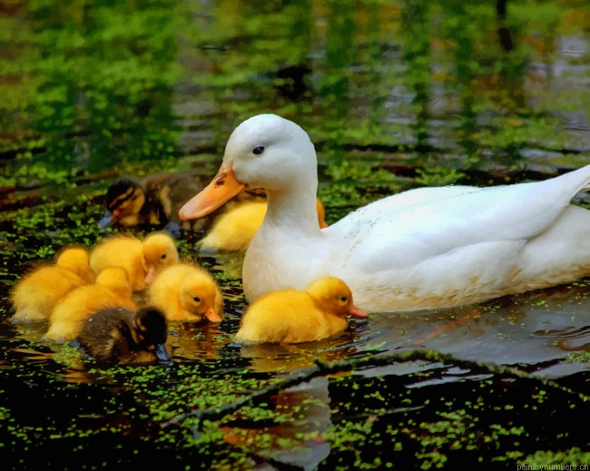 Baby Ducklings With Mother Birds Painting By Numberss.png