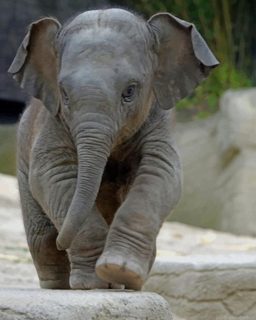 Baby Elephant Animals Painting By Numberss.png