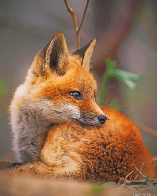 Baby Fox Animals Painting By Numberss.png