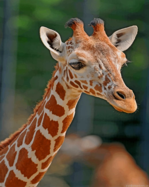 Baby Giraffe Animals Painting By Numberss.png