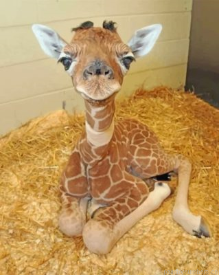 Baby Giraffe Painting By Numbers.png