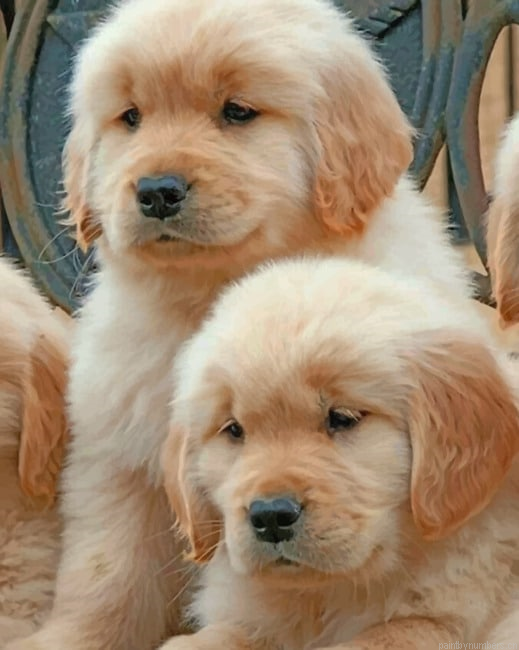 Baby Golden Retriever Dogs Painting By Numbers.png