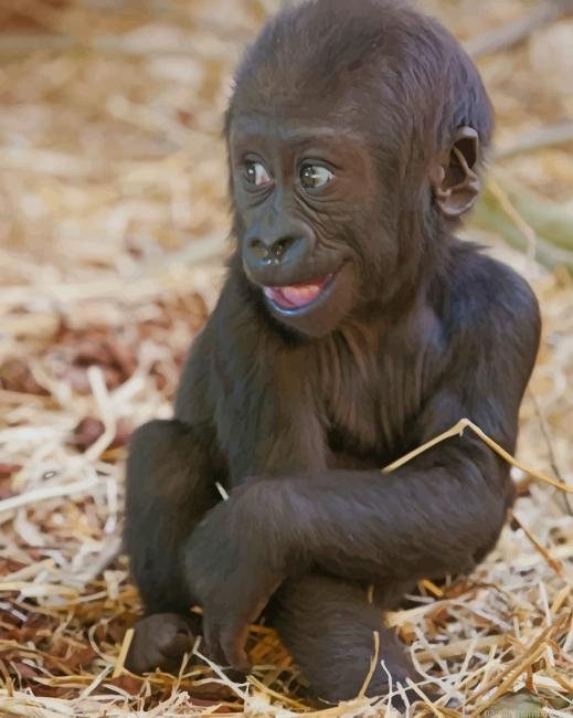 Baby Gorilla Animals Painting By Numberss.png