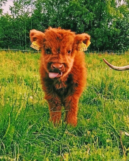 Baby Highland Cow Animals Painting By Numberss.png