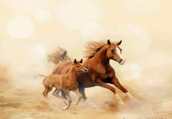 Baby Horse And His Mom Painting By Numberss.png