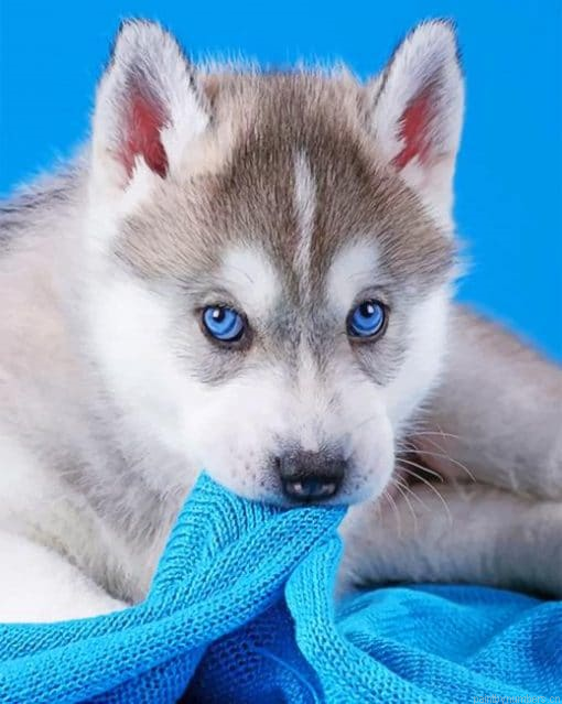 Baby Husky Animals Painting By Numbers.png