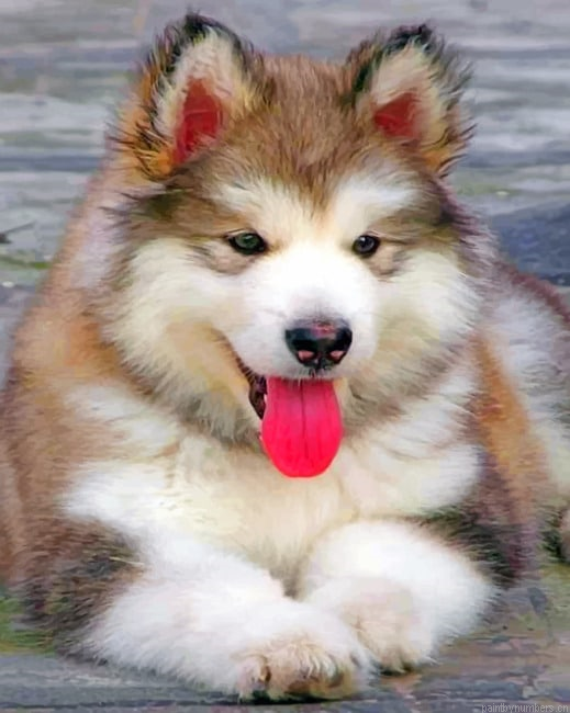 Baby Husky New Painting By Numberss.png