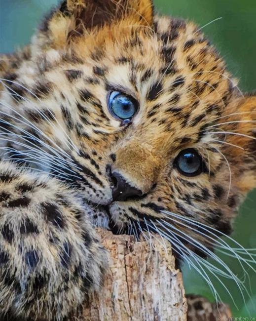 Baby Leopard Animals Painting By Numberss.png