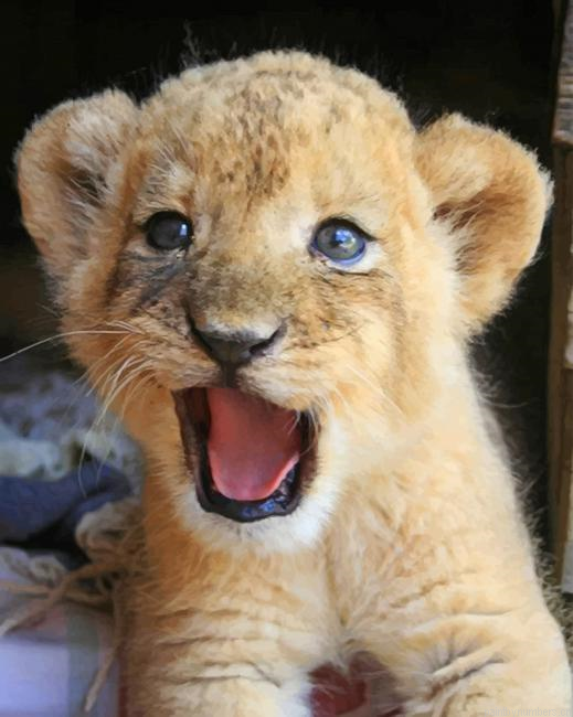 Baby Lion Animals Painting By Numberss.png