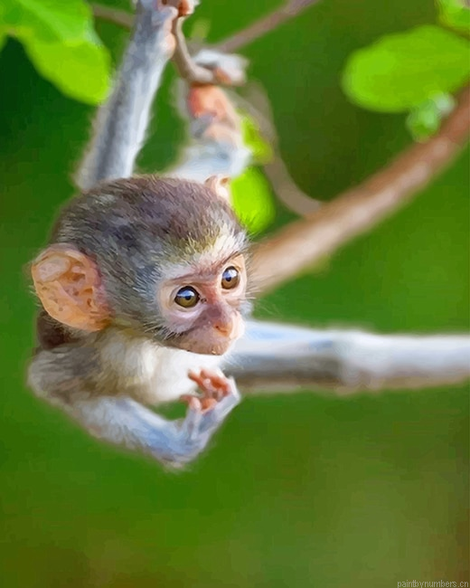 Baby Monkey Animals Painting By Numberss.png