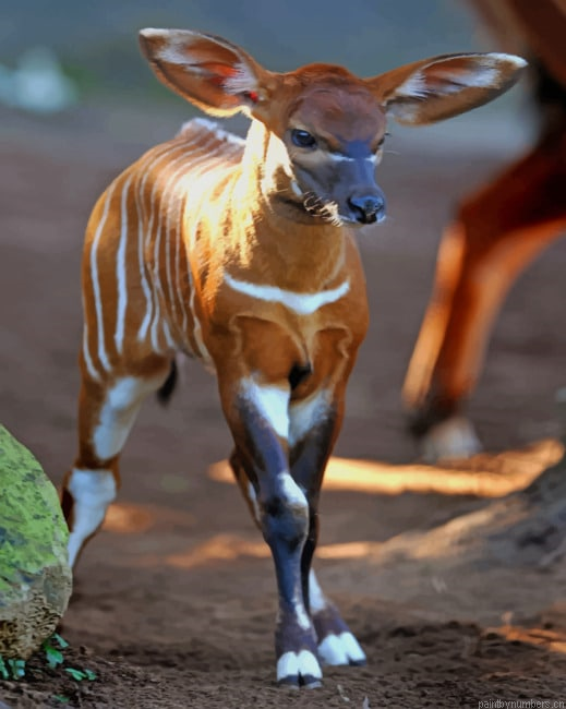 Baby Okapi Animals Painting By Numberss.png