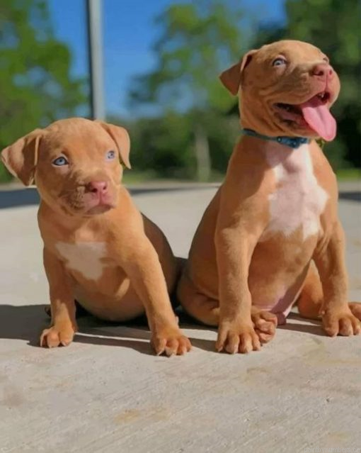 Baby Pit Bull Dogs Painting By Numberss.png