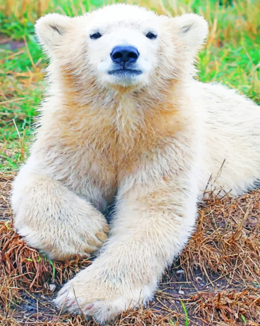 Baby Polar Bear Painting By Numberss.png