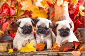 Baby Pugs Painting By Numbers.png