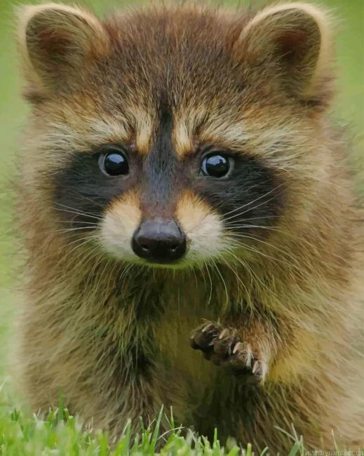 Baby Raccoon Animals Painting By Numberss.png