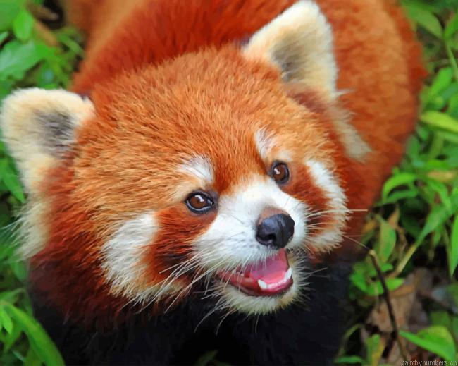 Baby Red Panda Painting By Numbers.png